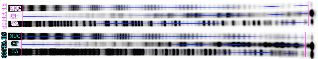 Stage 1 Extracting Lane Profiles From Gel Electrophoresis